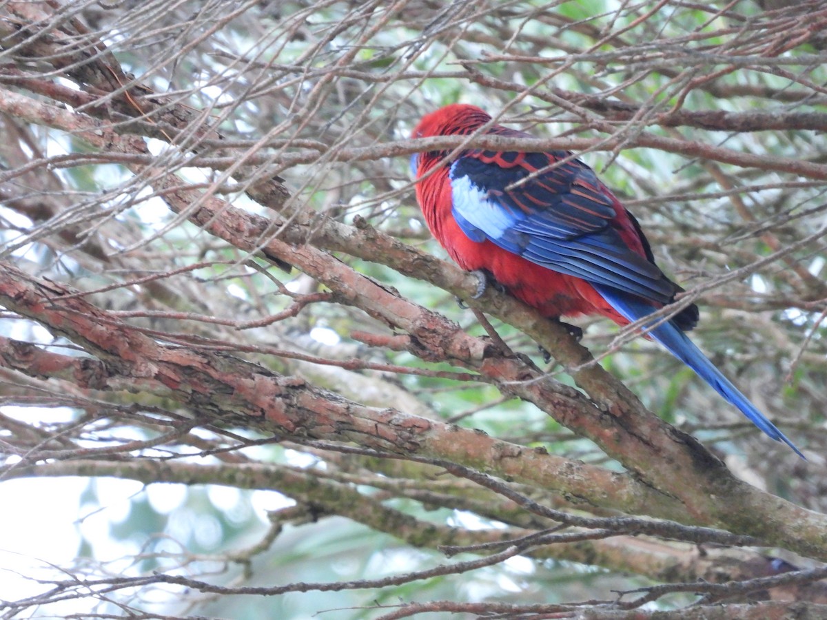 Crimson Rosella - ANNE FOWLER