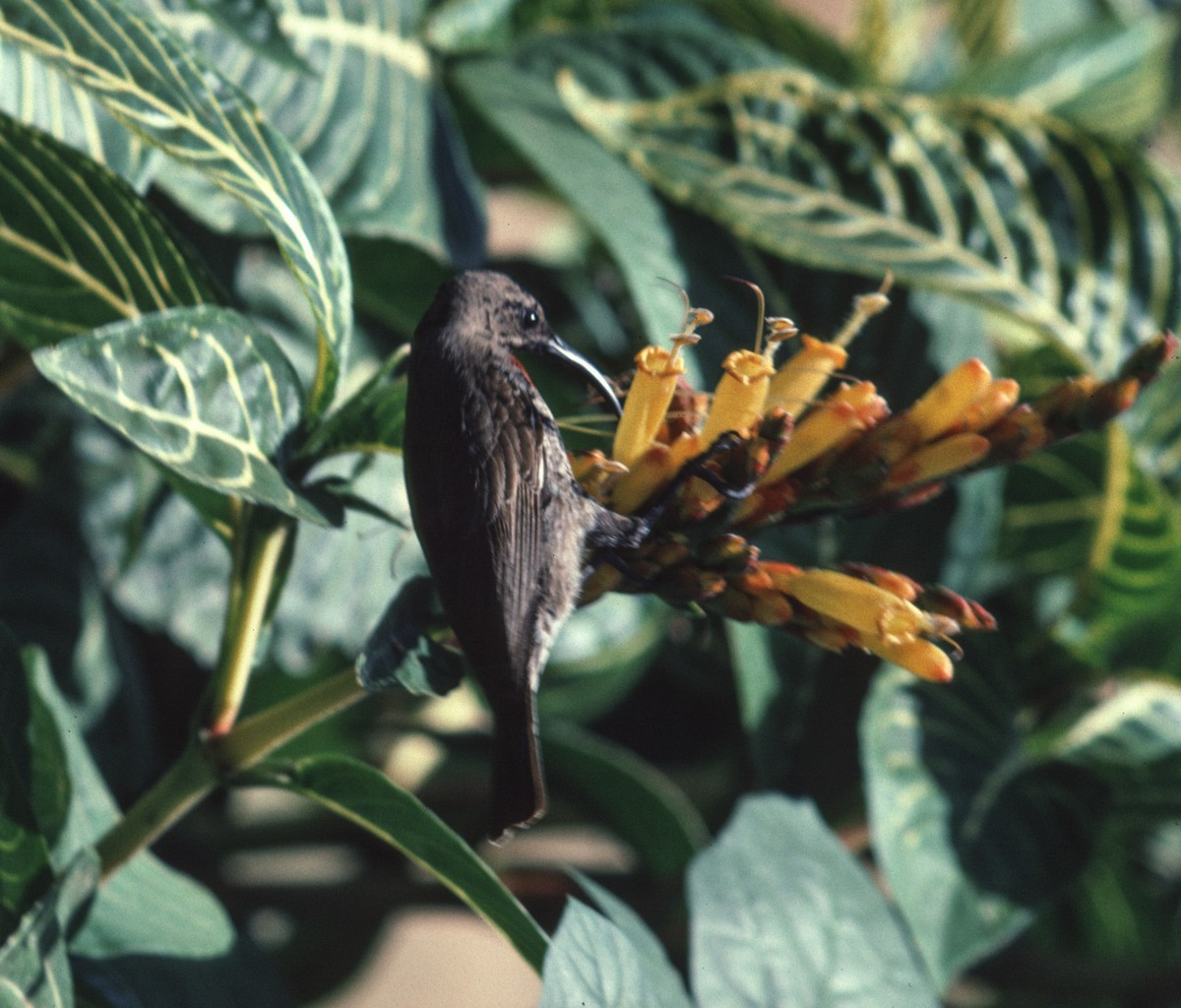 Scarlet-chested Sunbird - ML592405131