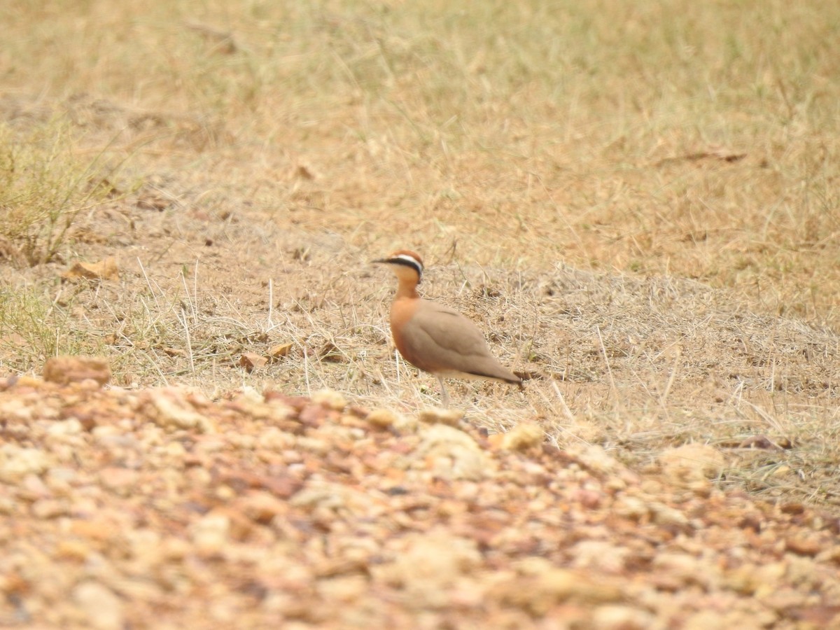 Indian Courser - ML592405441
