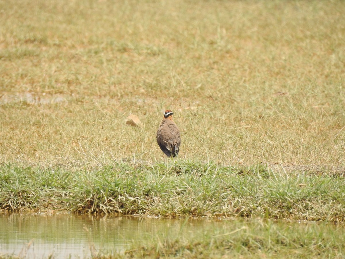 Indian Courser - ML592405451