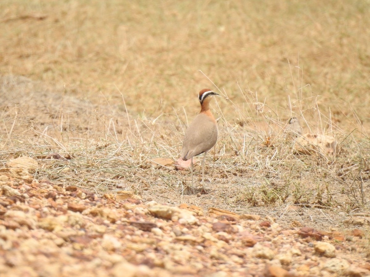 Indian Courser - ML592405461