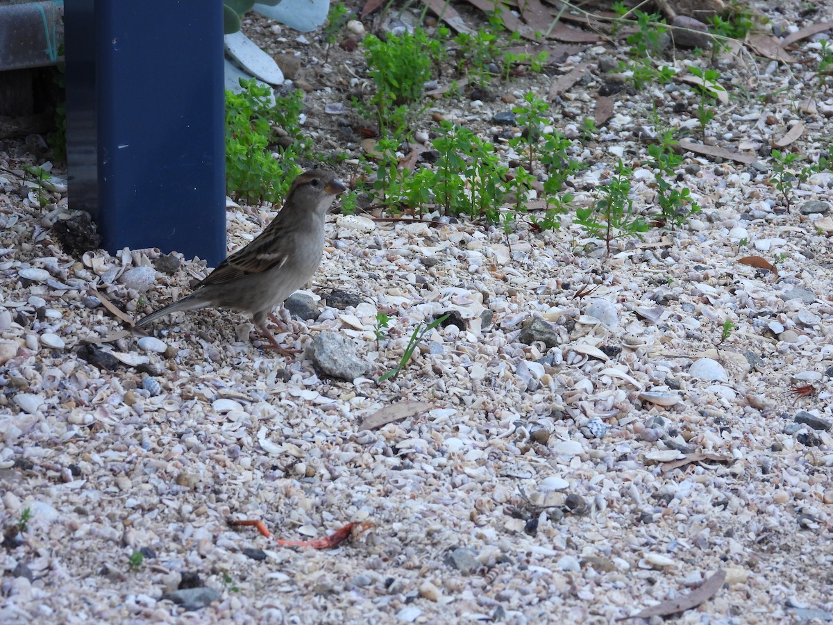 House Sparrow - ML592405671