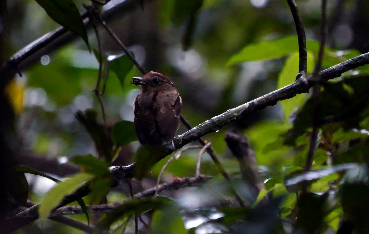 Ash-throated Gnateater - ML592405711