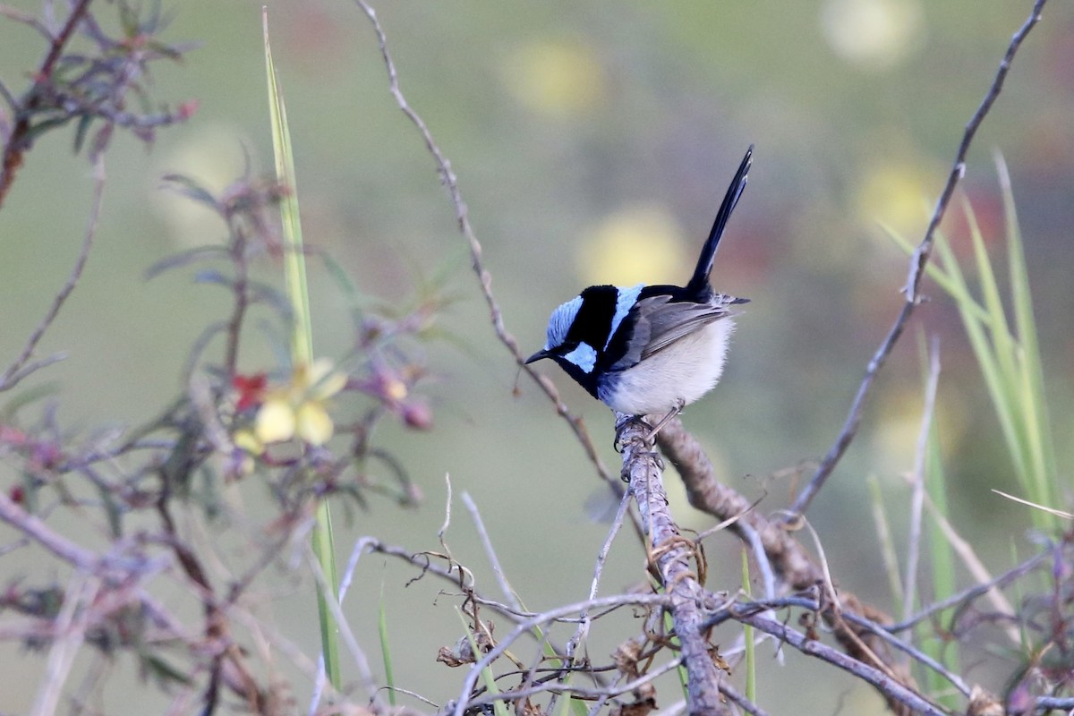 Superb Fairywren - ML592406341