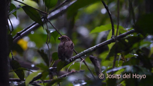 Ash-throated Gnateater - ML592407101