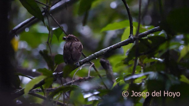 Ash-throated Gnateater - ML592408331