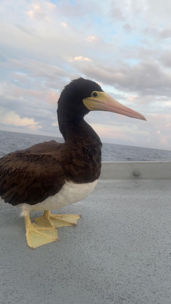 Brown Booby - ML592409531