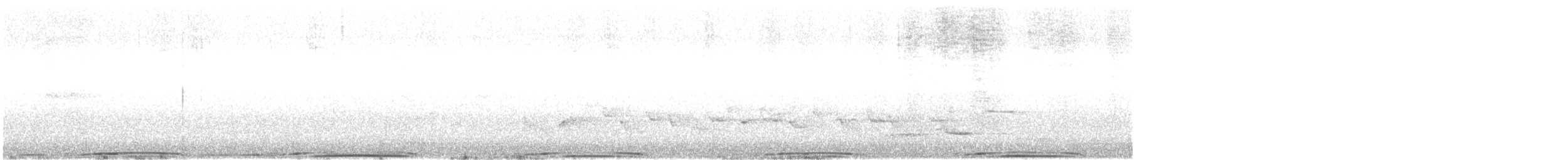 holub skalní (domácí) - ML592410541