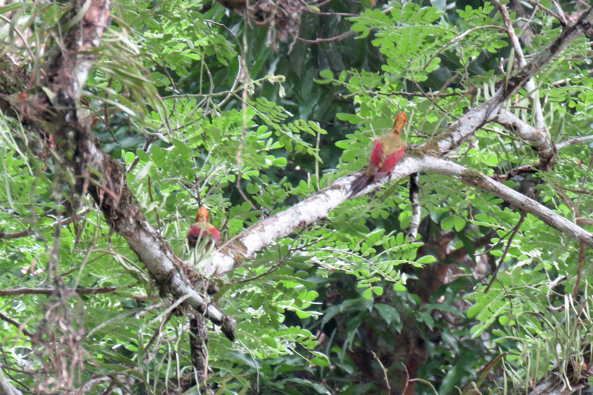 Crimson-winged Woodpecker - Chia-Chi Lin