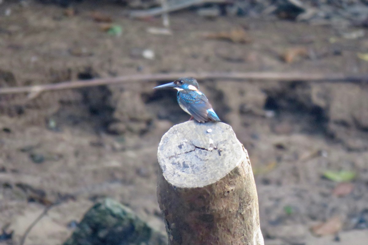 Malaysian Blue-banded Kingfisher - ML592411311
