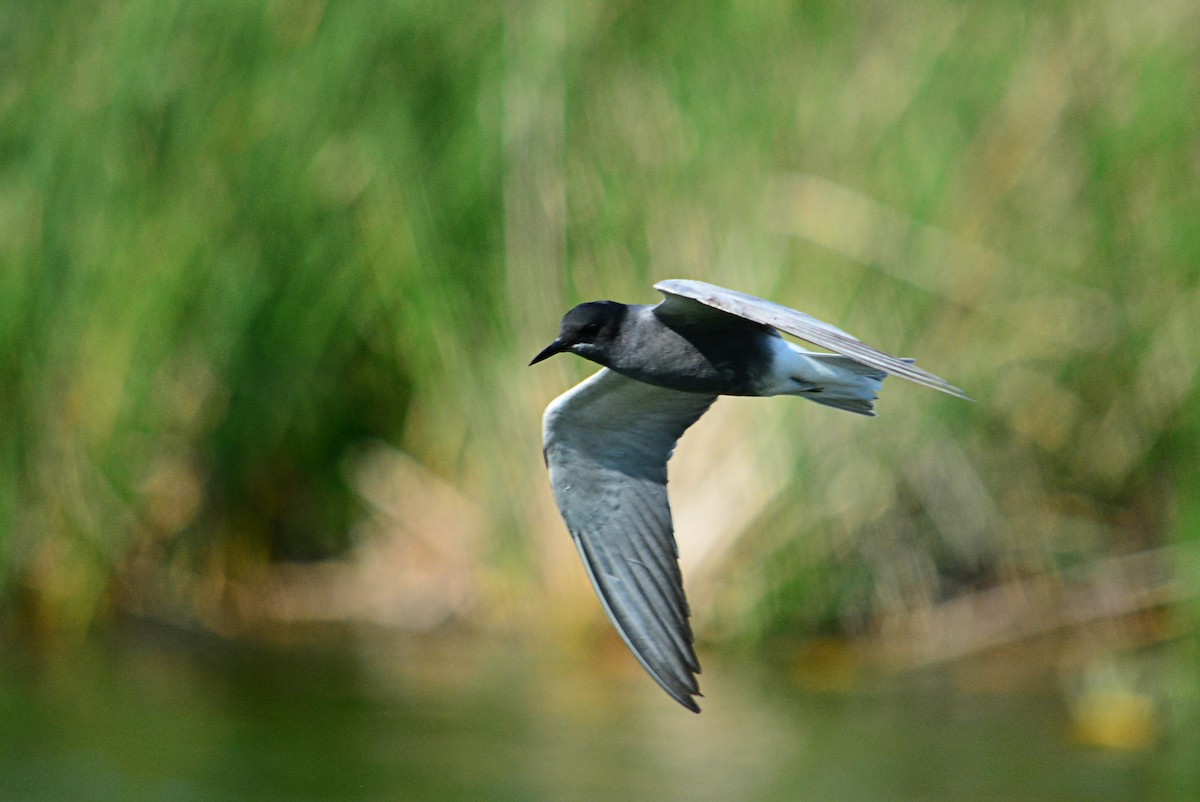 Black Tern - ML592411771