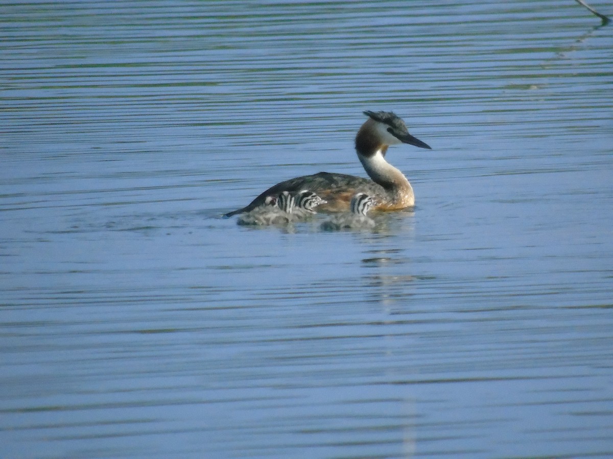 Great Crested Grebe - ML592412371