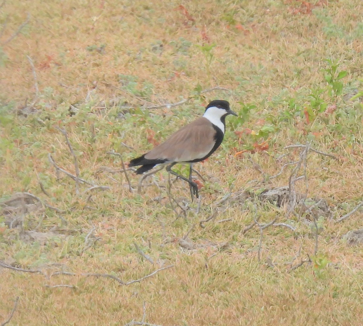 Spur-winged Lapwing - ML592413231