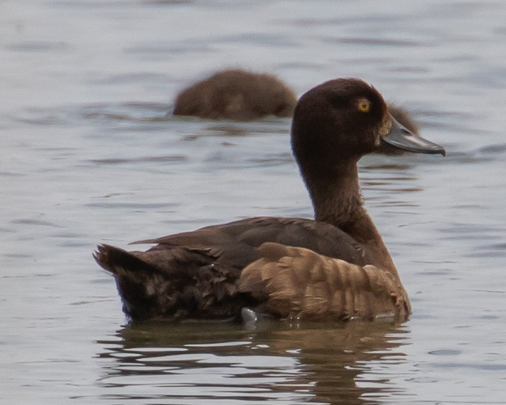 Tufted Duck - Chris Tosdevin