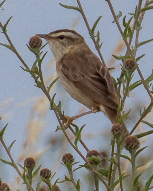 Sedge Warbler - ML592414341