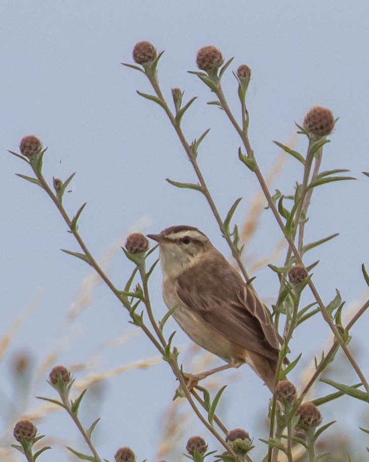 Sedge Warbler - ML592414351