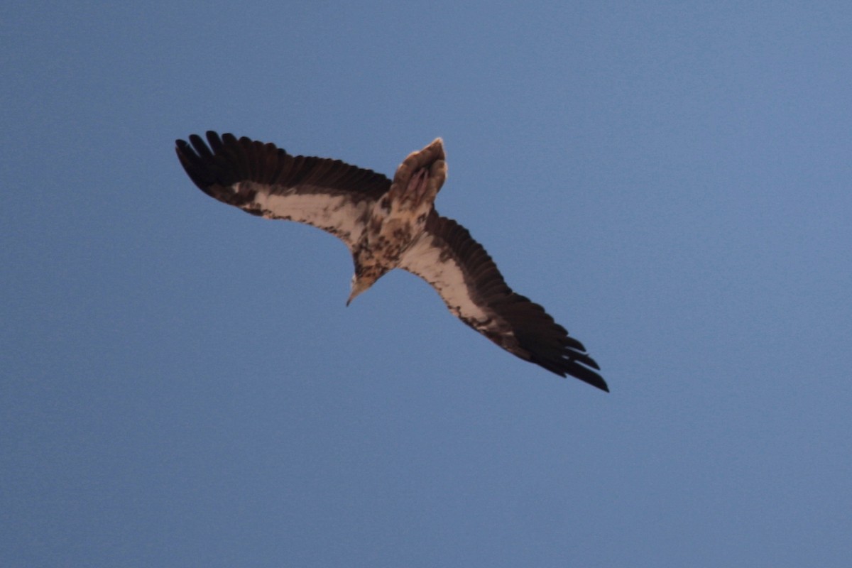 Egyptian Vulture - ML592414831