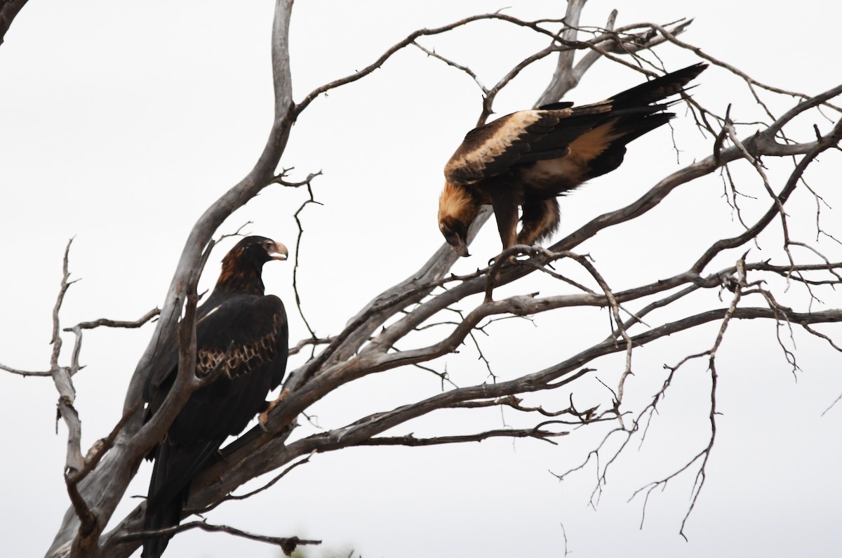 Wedge-tailed Eagle - Susan Kruss