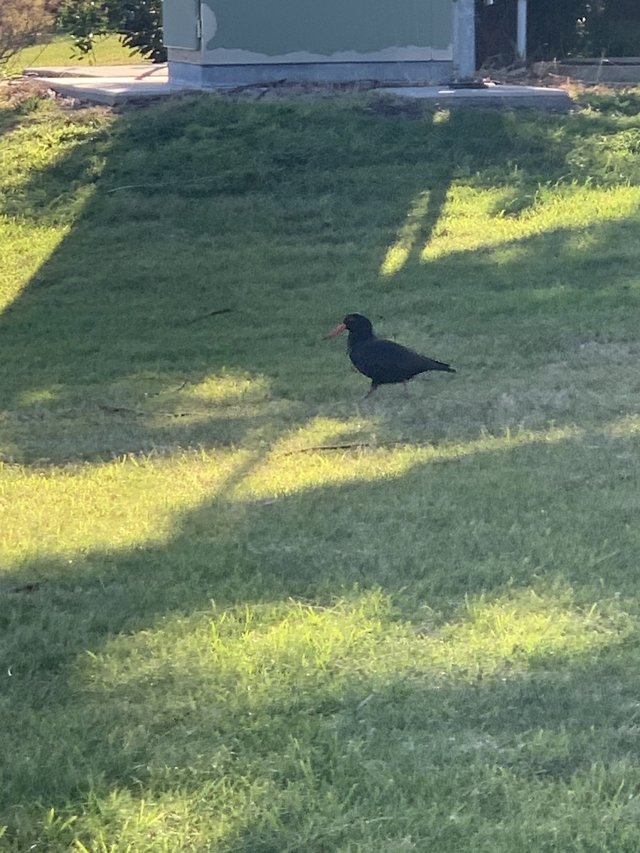 Sooty Oystercatcher - ML592415931