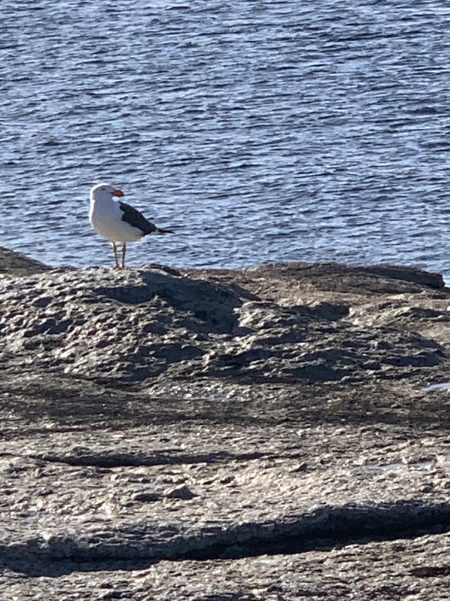 Pacific Gull - ML592415961