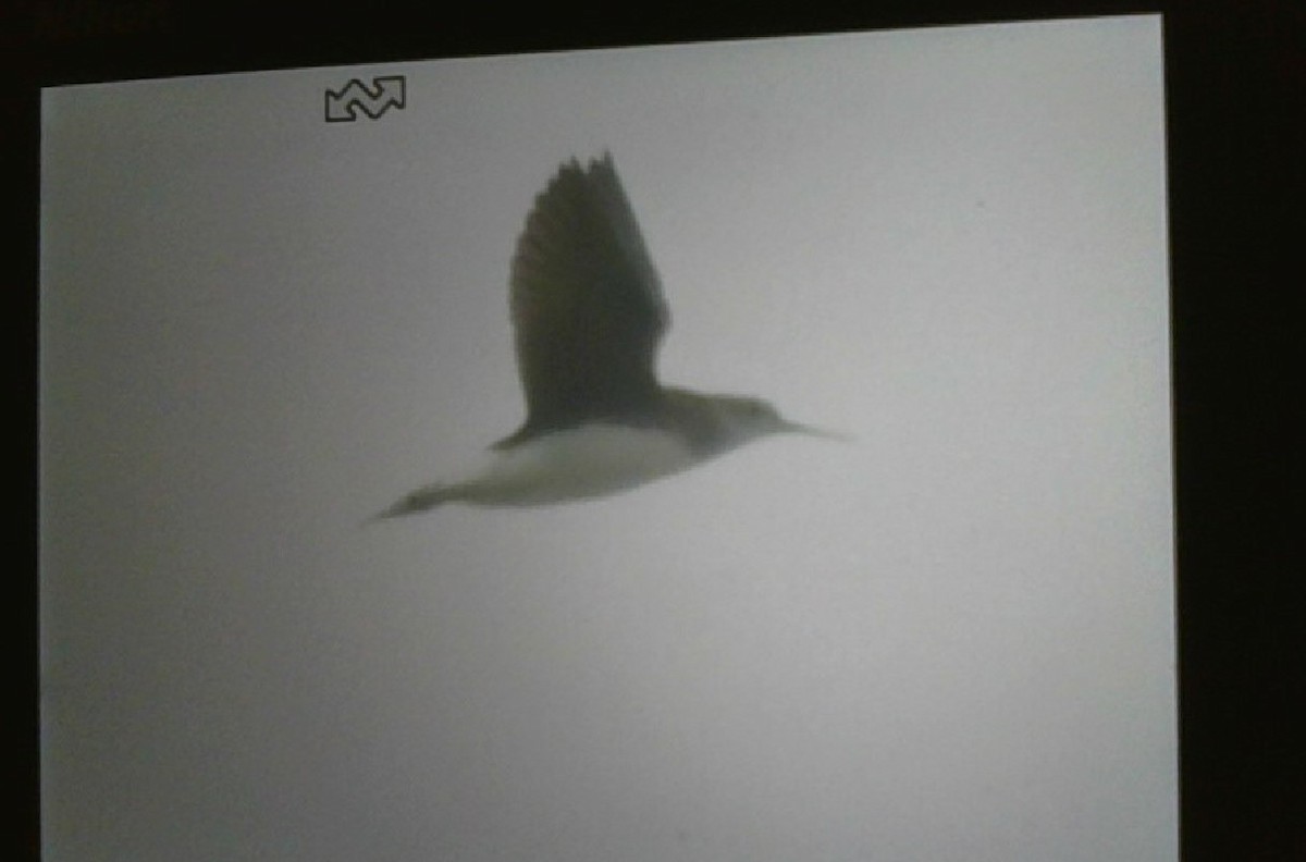 Green Sandpiper - ML592416051