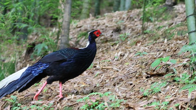 Swinhoe's Pheasant - ML592416321