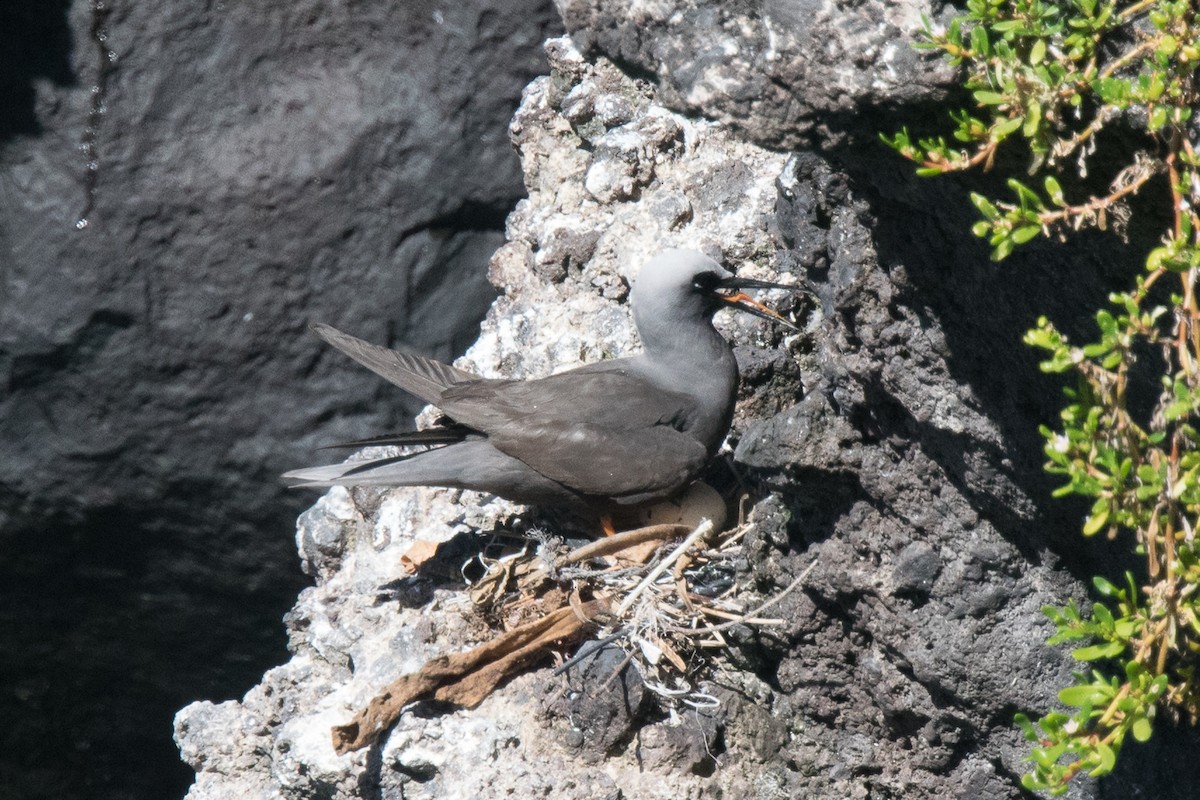 Black Noddy - Nancy Christensen