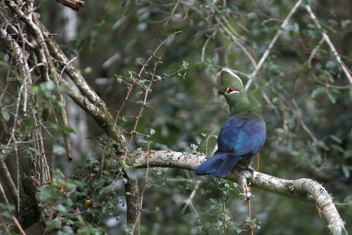 Knysna Turaco - ML592417451