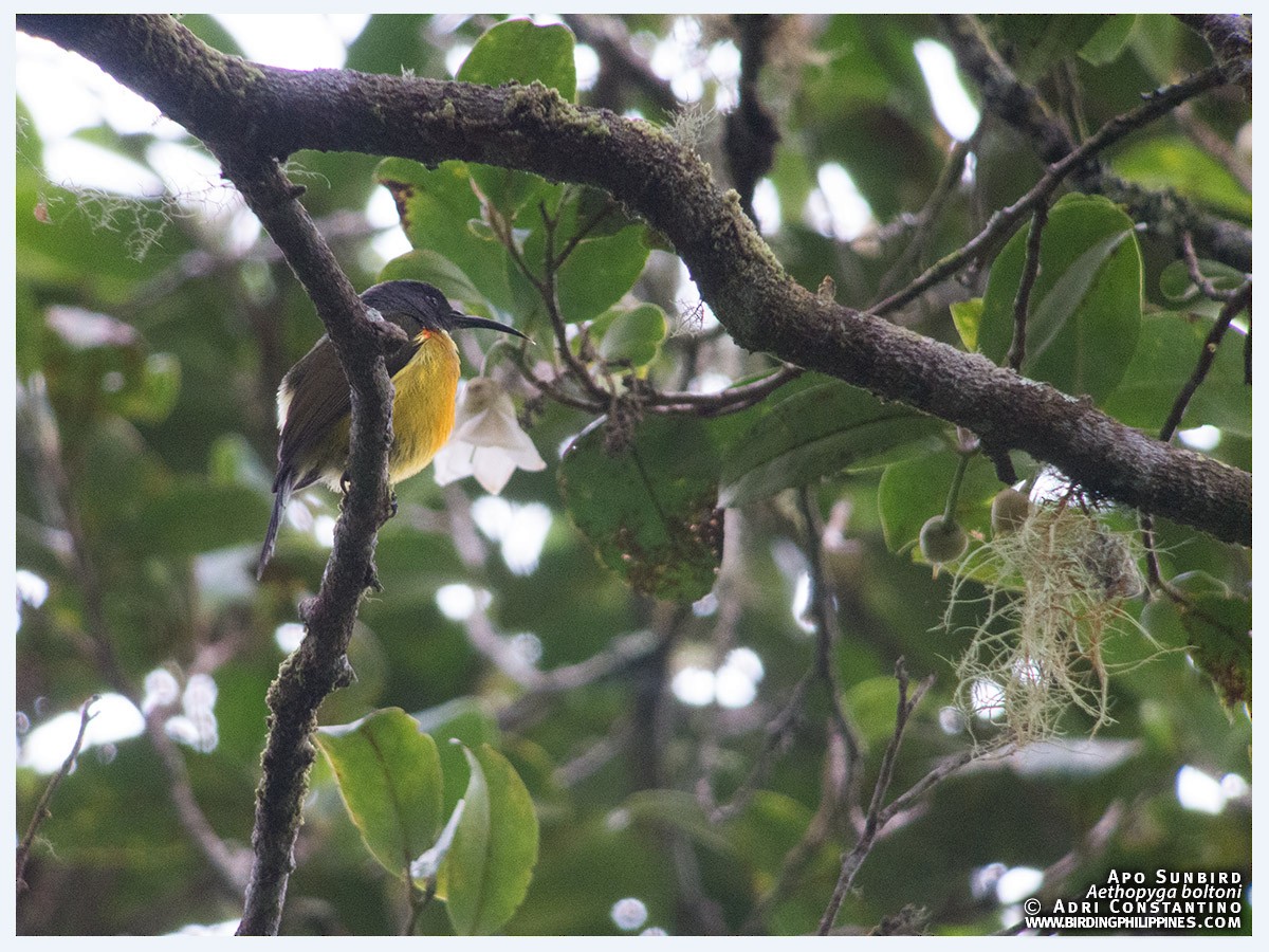 Mindanaonektarvogel - ML59241831