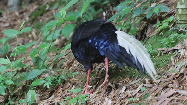 Swinhoe's Pheasant - ML592418571