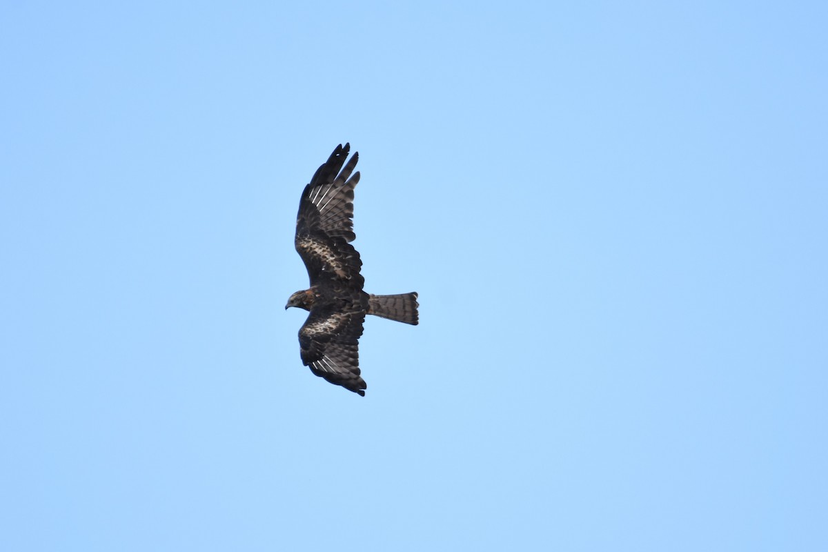 Square-tailed Kite - ML592418861