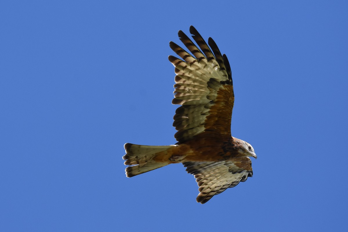 Square-tailed Kite - ML592418871