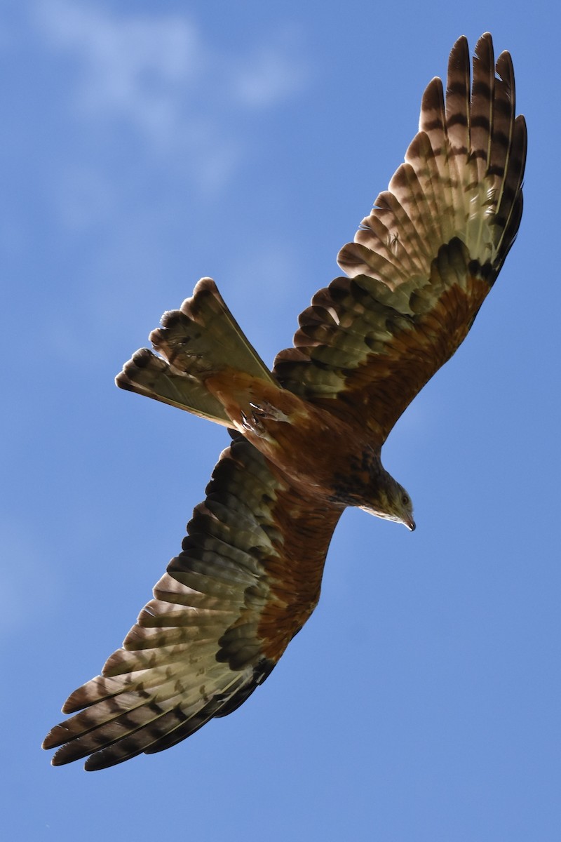 Square-tailed Kite - ML592418881