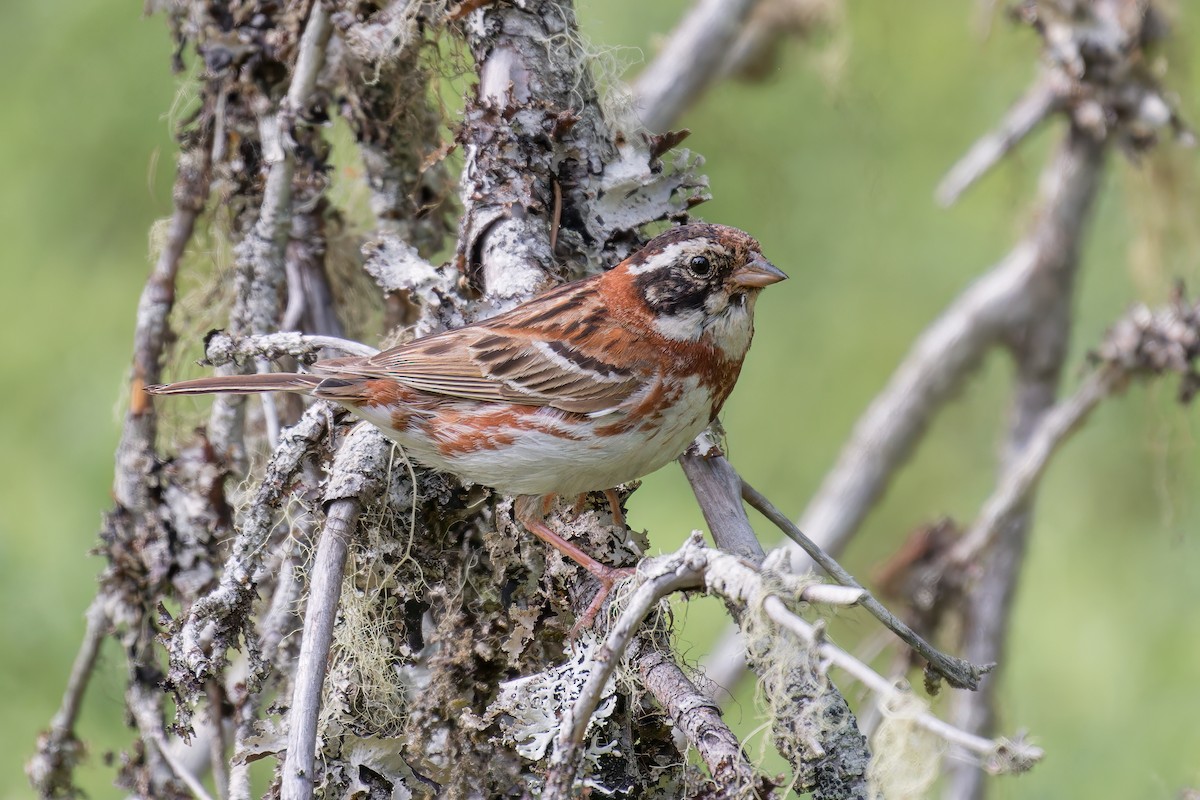 Rustic Bunting - ML592419141