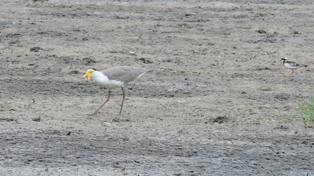 Masked Lapwing - ML592419151