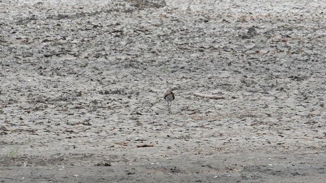 Australian Pratincole - ML592419191