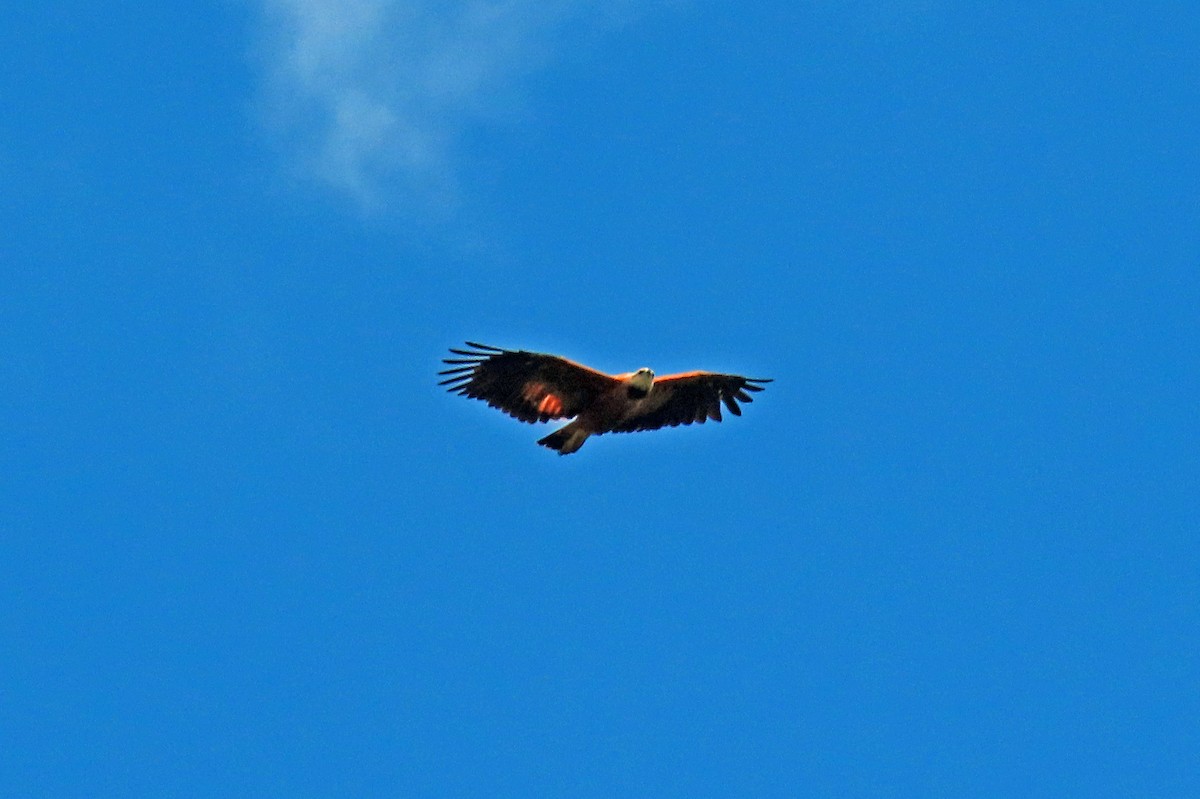 Black-collared Hawk - ML592419611