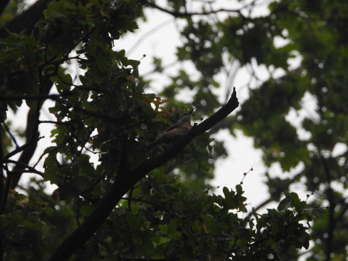 Eurasian Nuthatch - ML592420381