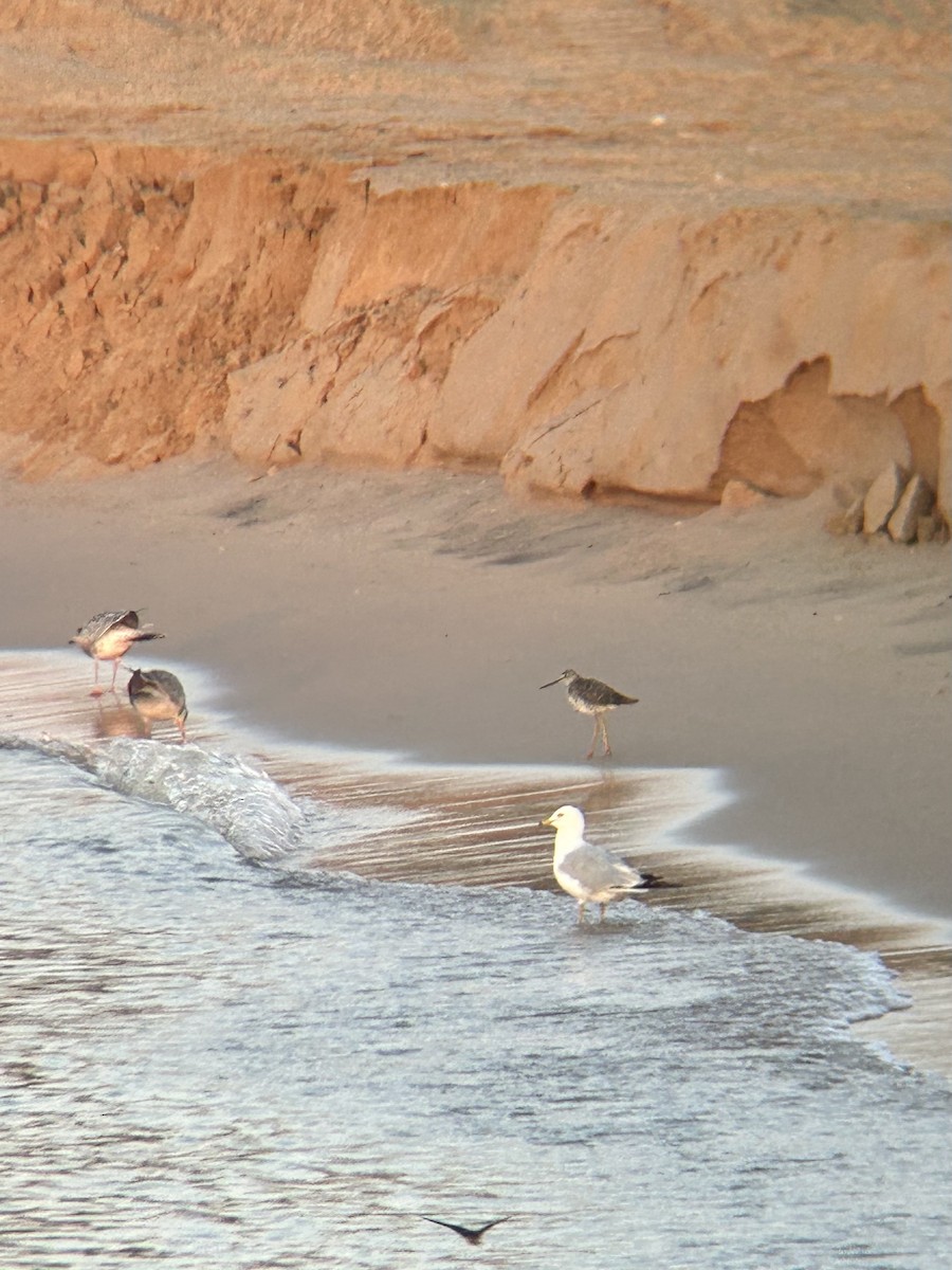 Greater Yellowlegs - ML592420861