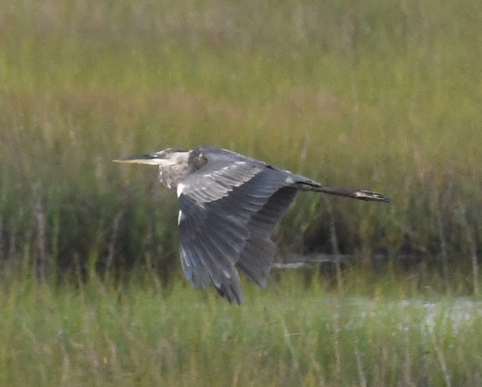 Great Blue Heron - David True