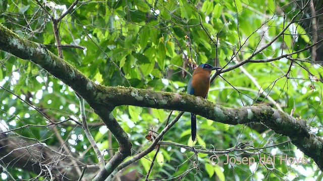 blåpannemotmot - ML592421041