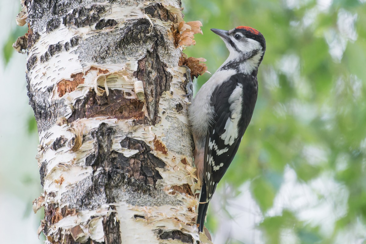 Great Spotted Woodpecker - Mario Vigo