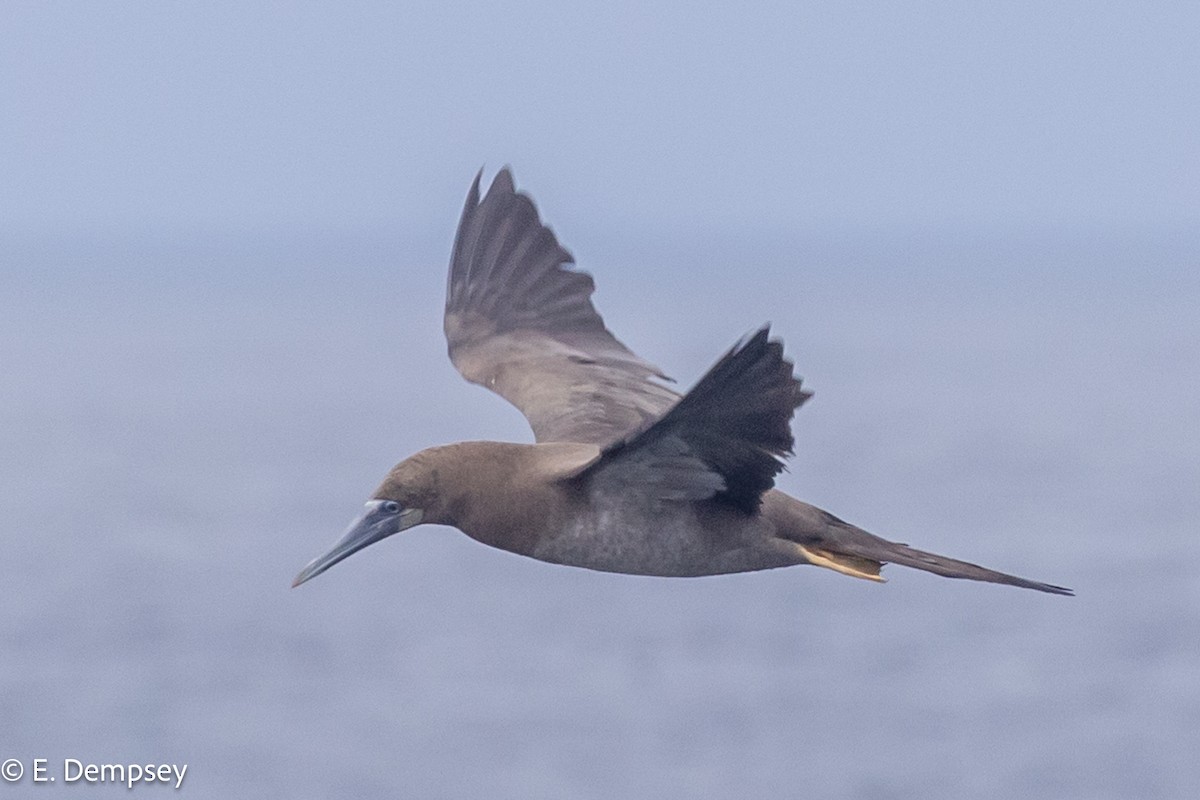 Brown Booby - Ethel Dempsey