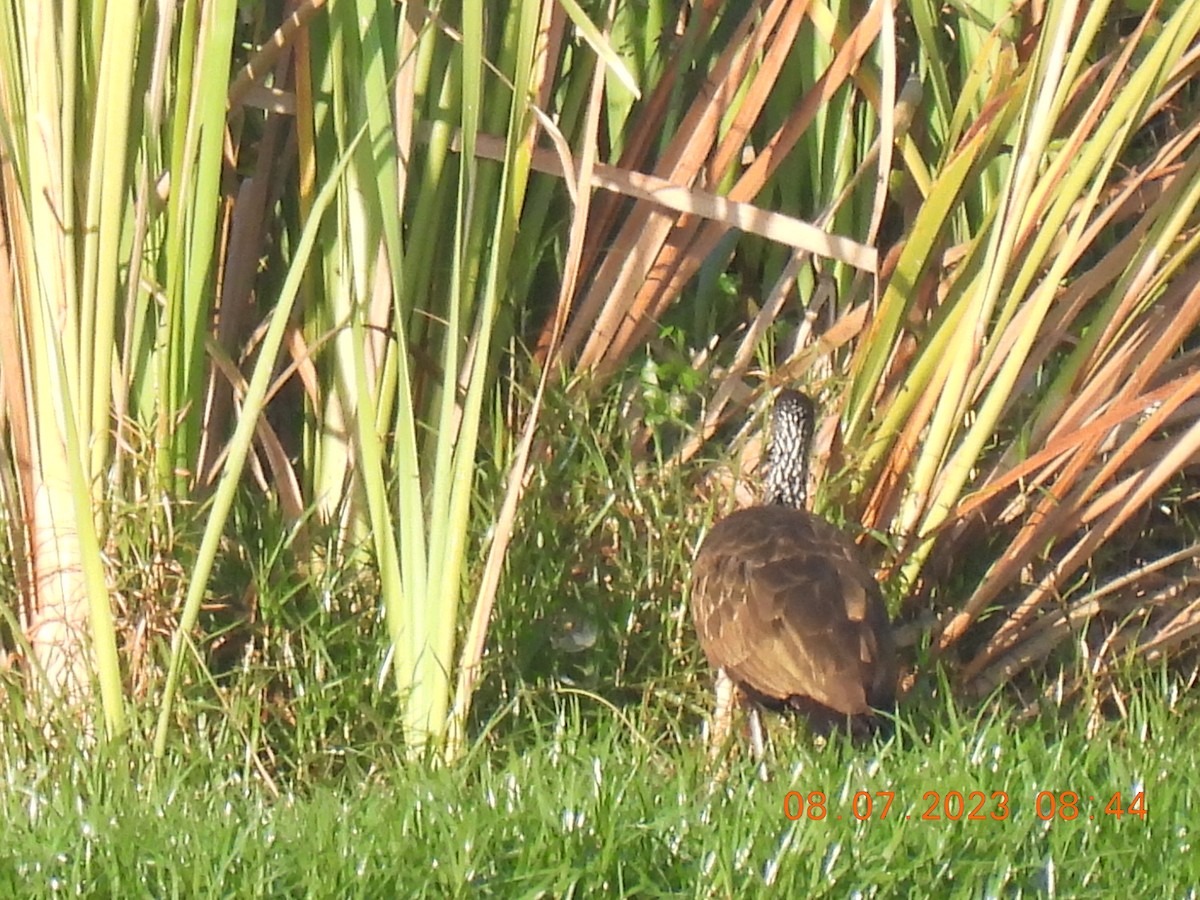 Limpkin - ML592423971