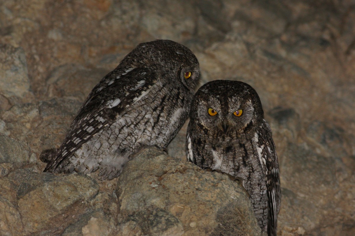 Cyprus Scops-Owl - ML592424571