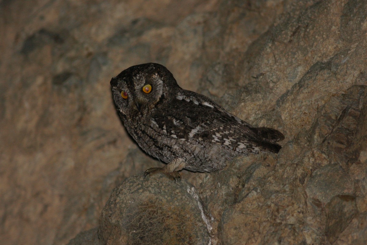 Cyprus Scops-Owl - Oscar Campbell