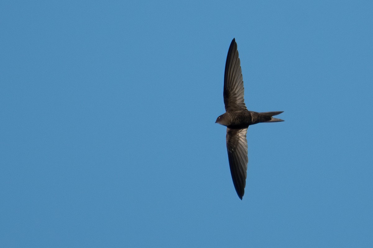 Plain Swift - ML592424801