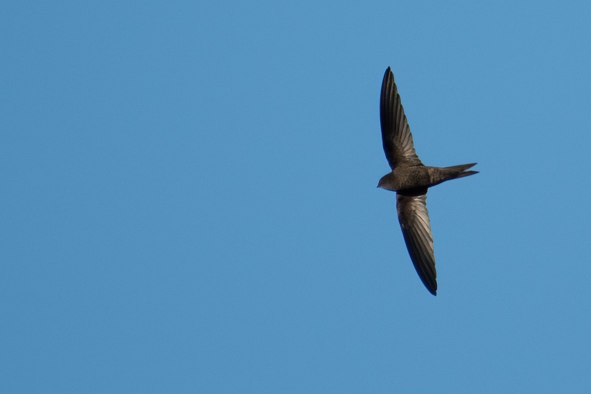 Plain Swift - ML592424811