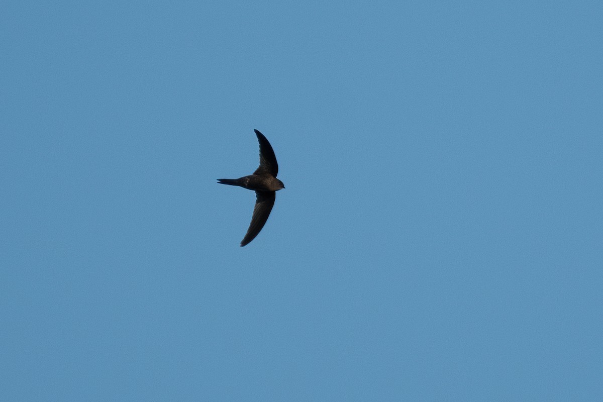 Plain Swift - ML592424831