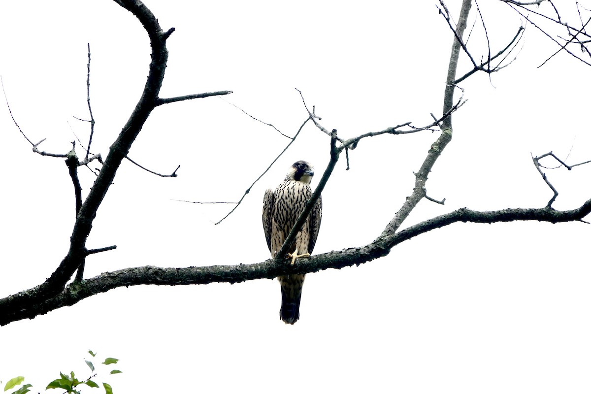 Peregrine Falcon - ML592425031
